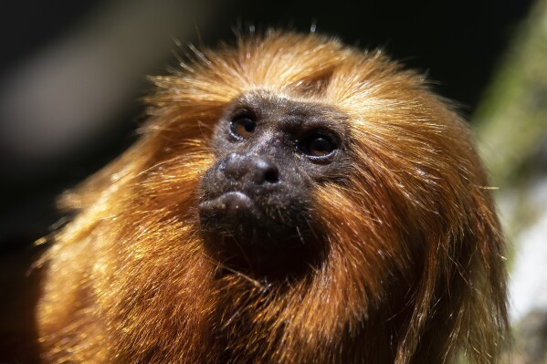 FILE - A golden lion tamarin sits in a tree in the Atlantic Forest region of Silva Jardim, Rio de Janeiro state, Brazil, Friday, July 8, 2022. There are now more golden lion tamarins bounding among branches of the Brazilian rainforest than any other time since modern conservation efforts to save the species started in the 1970s, a new survey released Tuesday, Aug. 1, 2023, reveals. (AP Photo/Bruna Prado, File)