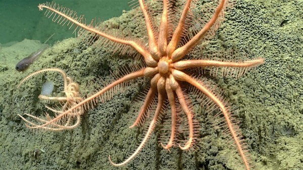 In this photo provided by NOAA Ocean Exploration, a brisingid sea star taken from the Okeanos Explorer off the coast of Alaska on July 19, 2023, while exploring the mounds and craters of the sea floor along the Aleutian Islands. (NOAA Ocean Exploration via AP)