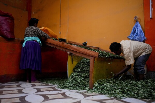 Marina Castillo y su marido Dionicio Limachi clasifican las hojas de coca por su tamaño en Trinidad Pampa, una zona cocalera en Bolivia, el domingo 14 de abril de 2024. El gobierno boliviano considera que el estudio sobre las propiedades de la hoja de coca aceptado por la Organización Mundial de la Salud es el inicio del camino para que algún día se debata y decida si la hoja de coca puede dejar de ser considerada mundialmente como un estupefaciente. (AP Foto/Juan Karita)