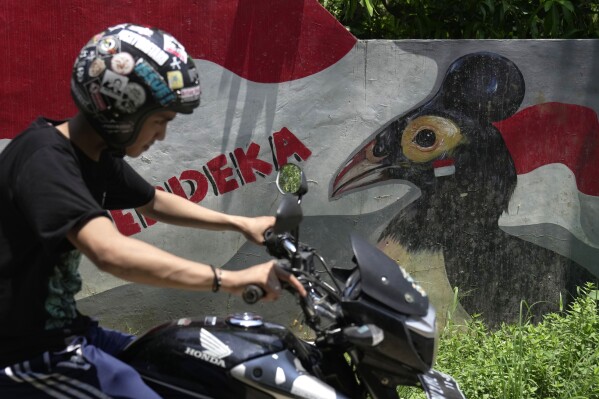 A man rides a motorbike past a mural depicting a maleo, a critically endangered and declining species that's endemic to Sulawesi and its surrounding islands, in Mamuju, West Sulawesi, Indonesia, Sunday, Oct. 29, 2023. With their habitat dwindling and nesting grounds facing encroachment from human activities, maleo populations have declined by more than 80% since 1980, an expert said. (AP Photo/Dita Alangkara)