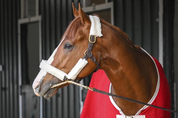 Kentucky Derby winner Mage looks around after arriving at Pimlico Race Course early Sunday, May 14, 2023 to prepare for this weekend's Preakness Stakes. (Jerry Jackson/The Baltimore Sun via AP)