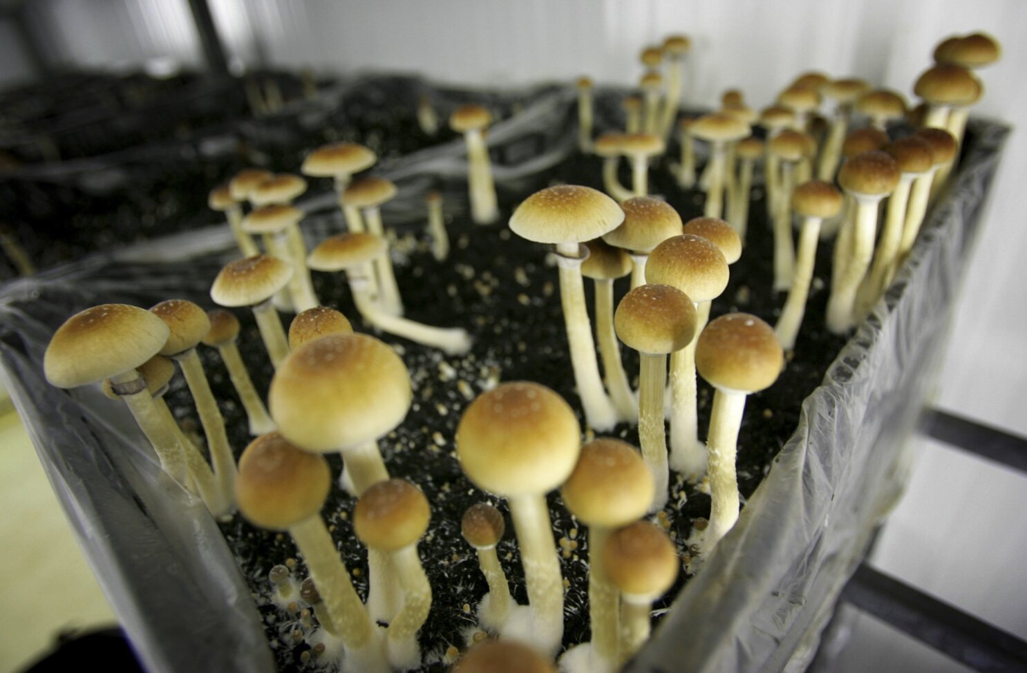 Investigating mushrooms