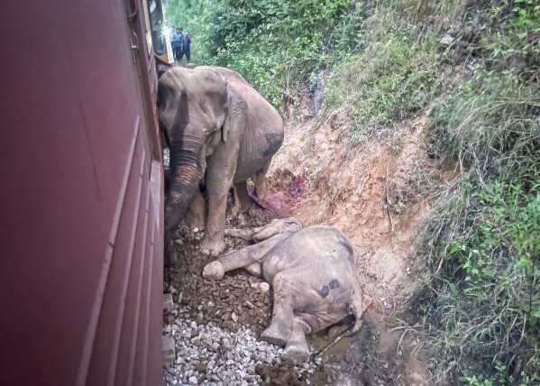 A wounded and a dead elephant lie next to a derailed train compartment after a passenger train hit a herd in Minneriya, Sri Lanka, Thursday, Feb. 20, 2025. (AP Photo/Priyan Malinda)