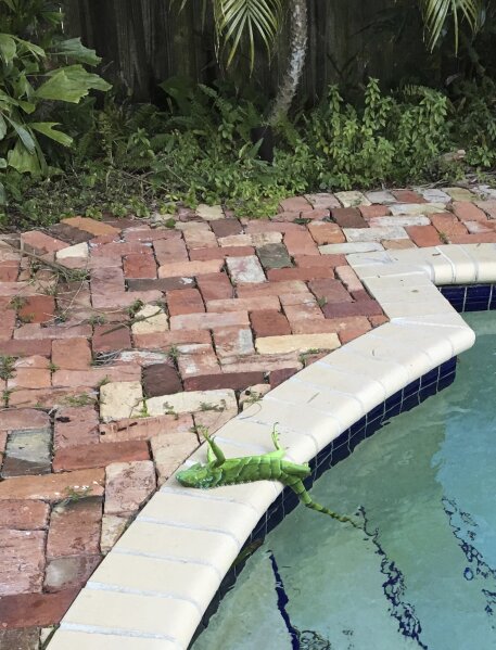 
              An iguana that froze lies near a pool after falling from a tree in Boca Raton, Fla., Thursday, Jan. 4, 2018. It’s so cold in Florida that iguanas are falling from their perches in suburban trees. (Frank Cerabino/Palm Beach Post via AP)
            