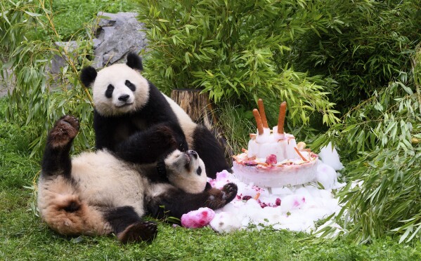 Pandas Pit and Paule eat a cake made of ice cream, vegetables and fruits to celebrate their fourth birthday, at the Berlin Zoo in Berlin, Thursday Aug, 31, 2023. The panda twins Pit and Paule were born as the first panda offspring in Germany on Aug. 31, 2019, at the Berlin Zoo. (Bernd von Jutrczenka/dpa via AP)