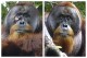 This combination of photos provided by the Suaq foundation shows a facial wound on Rakus, a wild male Sumatran orangutan in Gunung Leuser National Park, Indonesia, on June 23, 2022, two days before he applied chewed leaves from a medicinal plant, left, and on Aug. 25, 2022, after his facial wound was barely visible. (Armas, Safruddin/Suaq foundation via Ǻ)