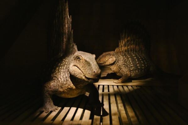 "The Sphenacodontid Kind," Dimetrodon, is displayed at the Ark Encounter in Williamstown, Ky., Friday, March 21, 2025. (AP Photo/Madeleine Hordinski)