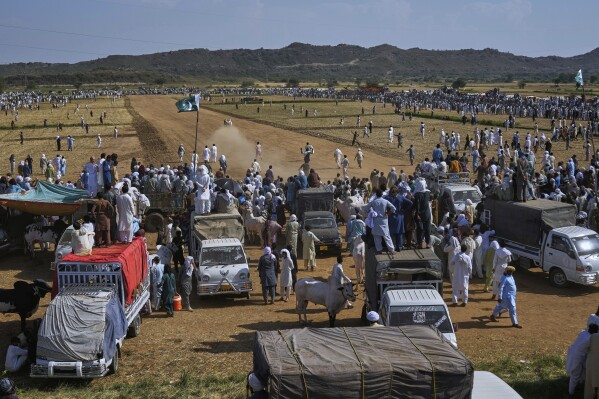 People watch a traditional bull race competition, in Malal, a village of Attock district, in Pakistan, Thursday, May 15, 2025. (AP Photo/Anjum Naveed)