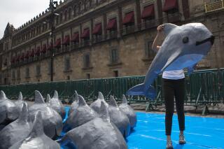 FILE - In this July 8, 2017 file photo, a young woman with the World Wildlife Fund carries a papier mache replica of the critically endangered porpoise known as the vaquita marina, during an event in front of the National Palace in Mexico City. The Mexican government announced Wednesday, July 14, 2021, that it is officially abandoned the policy of maintaining a fishing-free zone around the last 10 or so remaining vaquita marina. (AP Photo/Rebecca Blackwell, File)