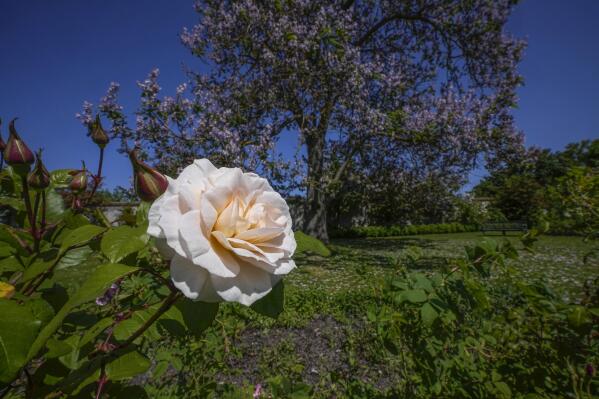 A rose of Bulgaria is photographed at the perfume gardens of the Chateau de Versailles, west of Paris, Thursday, May 25, 2023. The Versailles flower gardens were once a symbol of the French king’s expeditionary might and helped water-deprived courtiers perfume their skin. Now, they have been reimagined to give today’s public a glimpse — and a sniff — into the gilded palace’s olfactory past. (AP Photo/Michel Euler)