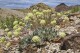 US agency review supports Nevada lithium mine