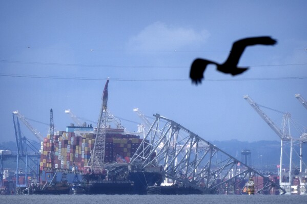 A bird flies past the collapsed Francis Scott Key Bridge resting on the container ship Dali on Sunday, May 12, 2024, in Baltimore, as seen from Riviera Beach, Md. An effort to remove sections of the collapsed bridge resting on the Dali was postponed on Sunday. (AP Photo/Mark Schiefelbein)