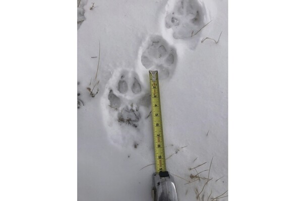 FILE - Wolf tracks are shown in the snow in this undated photo from the Sherman Creek Ranch near Walden, Colorado. A wolf has killed a calf in Colorado, wildlife officials said Wednesday, confirming the first livestock kill after 10 of the predators were controversially reintroduced in Dec. 2023. (Don Gittleson via AP, File)
