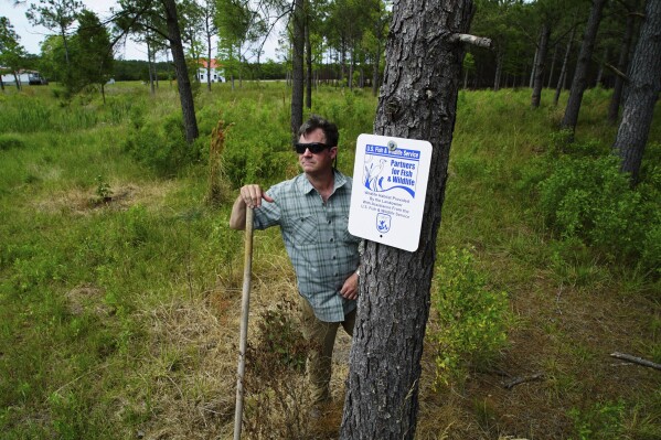 Jeff Akin stands next to a sign declaring his property is part of the U.S. Fish and Wildlife Service's Prey for the Pack program, Tuesday, May 9, 2023, in Hyde County, N.C. The program provides sanctuary for the endangered red wolf on private land, something Akin suspects his neighbors aren't too happy about. "It's not nature that's taken the red wolf out," he says. "It's us. I just philosophically believe it's our responsibility, that we should try to help those that we damage," he says. "Nature really just needs a chance." (AP Photo/Allen G. Breed)