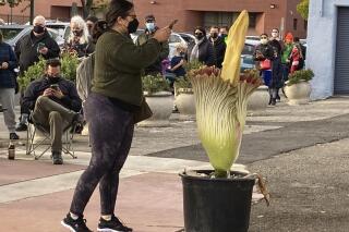 People line up to take photos with a rare corpse flower in Alameda, Calif., on May 17, 2021. Residents of a San Francisco Bay Area city flocked to an abandoned gas station to get a whiff of a corpse flower, so-called because of the stench it emits when it blooms, after its owner decided to share the rare plant with his neighbors. Solomon Leyva, a nursery owner in Alameda who deals in exceptionally rare plants, decided to wheel it Monday to the abandoned building, where a line of people stretched down the block for most of the day, the San Francisco Chronicle reported. (Peter Hartlaub/San Francisco Chronicle via AP)