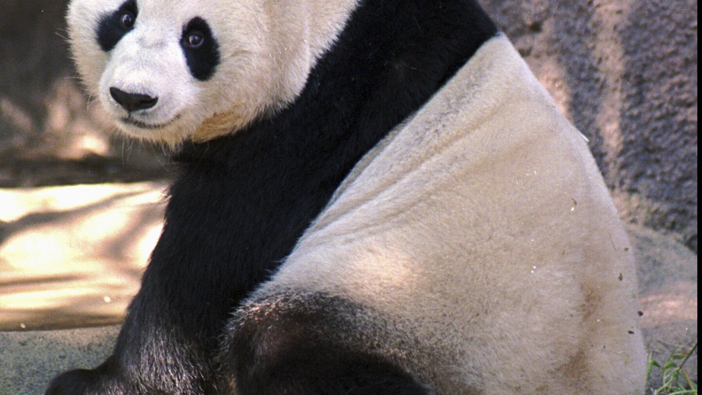 来自中国的大熊猫来到圣地亚哥动物园