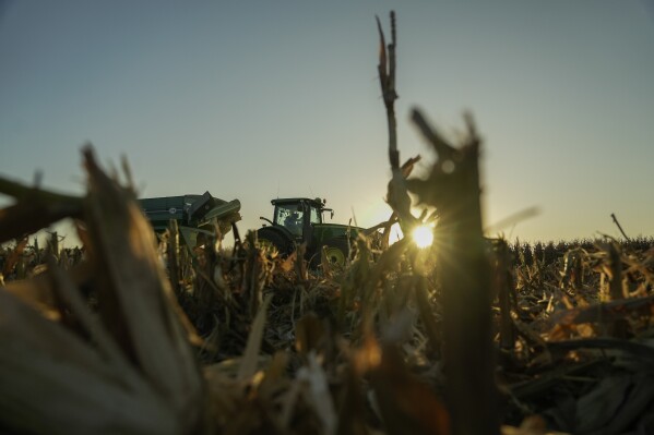 A combine harvests corn, Tuesday, Oct. 10, 2023, at a farm near Allerton, Ill. Cover crops top the list of tasks U.S. farmers are told will build healthy soil, help the environment and fight climate change. Yet after years of incentives and encouragement, Midwest farmers planted cover crops on only about 7% of their land in 2021. (AP Photo/Joshua A. Bickel)