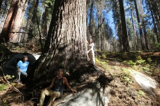 This undated picture provided by Sugar Pine Foundation shows tree hunters, from left, Ben Fetzer, Michael W. Taylor, Maria Mircheva posing with the second tallest sugar tree in Yosemite, Calif. Michael W. Taylor, a big tree hunter who has been charting some of the largest trees in the West for more than a decade has added three in the Sierra Nevada to the list of tallest sugar pines known to exist in the world. (Sugar Pine Foundation via AP)