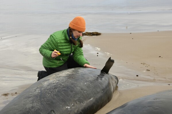 Experts give up hope for 157 false killer whales stranded on a beach in Australia