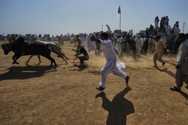 Members of a team shout next to a pair of bull start running during a traditional bull race competition, in Malal, a village of Attock district, in Pakistan, Thursday, May 15, 2025. (AP Photo/Anjum Naveed)