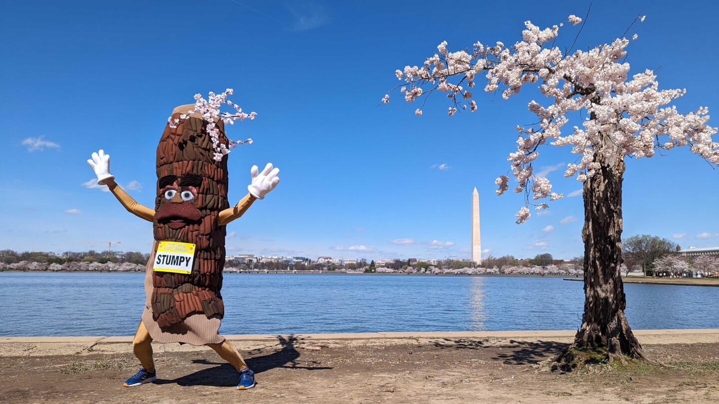 Over 100 iconic cherry trees in Washington will be cut down. So long, Stumpy