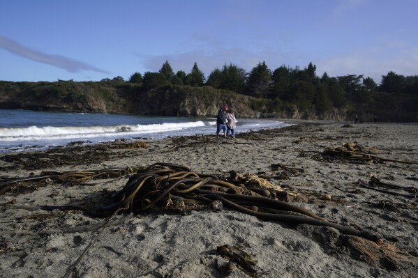 Bull kelp lines the beach, washing ashore after days of large surf Saturday, Sept. 30, 2023, in a bay near Caspar, Calif. California's coast has bull and giant kelp, the world's largest marine algae. Urchins have hurt both species, though giant kelp forests have fared better. (AP Photo/Gregory Bull)