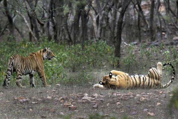 FILE - Tigers are visible at the Ranthambore National Park in Sawai Madhopur, India on April 12, 2015. Prime Minister Narendra Modi announced Sunday, April 9, 2023, to much applause that the country’s tiger population has steadily grown to over 3,000 since its flagship conservation program began 50 years ago after concerns that numbers of the big cats were dwindling. (AP Photo/Satyajeet Singh Rathore, File)