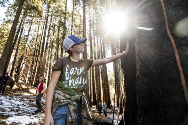 Ashtyn Perry, 13, touches the Three Sisters sequoia tree during an Archangel Ancient Tree Archive planting expedition, Wednesday, Oct. 27, 2021, in Sequoia Crest, Calif. The seedling that was half Perry's age and barely reached her knees was part of a novel project to plant offspring from one of the largest and oldest trees on the planet to see if the genes that allowed the parent to survive so long would protect new trees from the perils of a warming planet. (AP Photo/Noah Berger)