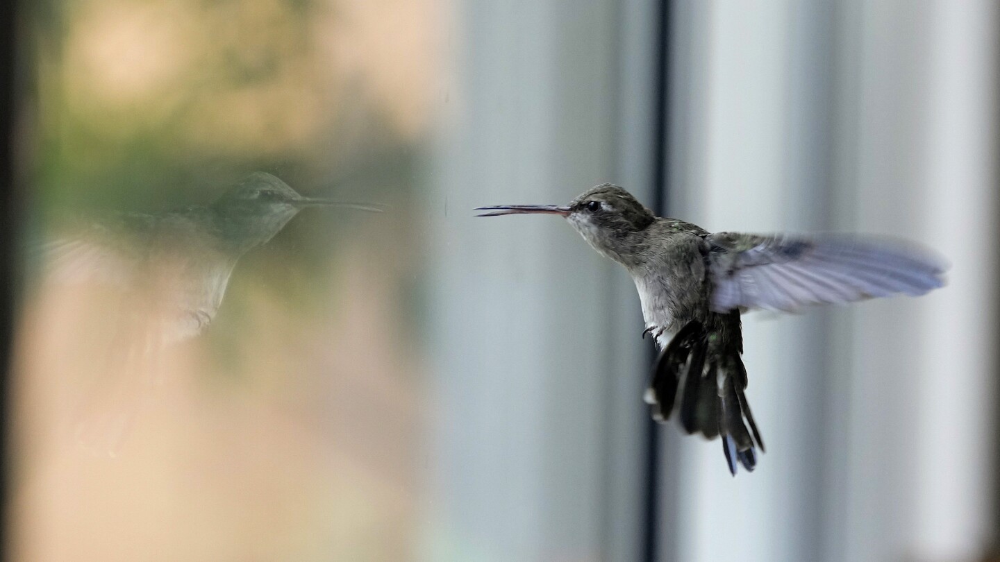 Une femme de Mexico transforme son appartement en clinique pour des dizaines de colibris malades