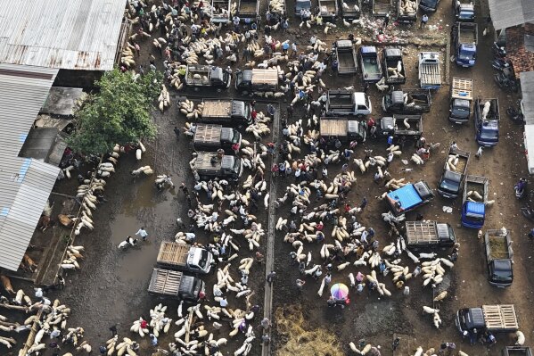 Sheep and goats for sale are seen at a livestock market ahead of Eid al-Adha festival, in Jonggol, West Java, Indonesia, Monday, June 2, 2025. (AP Photo/Achmad Ibrahim)