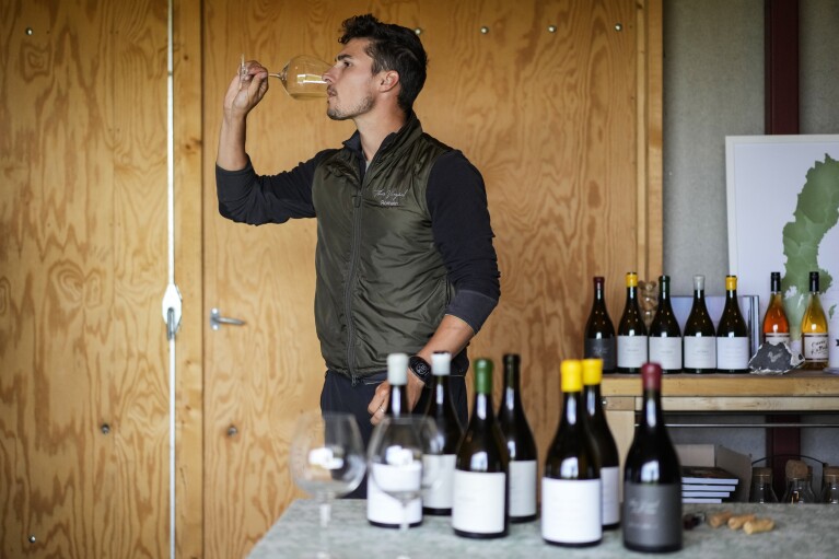 Winemarker Romain Chichery tastes a wine at the Thora Vingård, in Båstad, Sweden, Wednesday, July 26, 2023. (AP Photo/Pavel Golovkin)