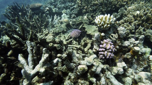 FILE - Coral on Moore Reef is visible in Gunggandji Sea Country off coast of Queensland in eastern Australia on Nov. 13, 2022. The United Nations body that regulates the world’s ocean floor is preparing to resume negotiations in July 2023, that could open the international seabed for mining, including for materials vital for the green energy transition. Conservationists worry that ecosystems will be damaged by mining, especially without any environmental protocols. (AP Photo/Sam McNeil, File)