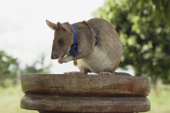 This undated file photo provided by the People's Dispensary for Sick Animals (PDSA) shows Cambodian landmine detection rat, Magawa, wearing his PDSA Gold Medal, the animal equivalent of the George Cross, in Siem, Cambodia. After five years of sniffing out land mines and unexploded ordnance in Cambodia, Magawa is retiring. The African giant pouched rat has been the most successful rodent trained and overseen by a Belgian nonprofit, APOPO, to find land mines and alert its human handlers so the explosives can be safely removed. (PDSA via AP, File)