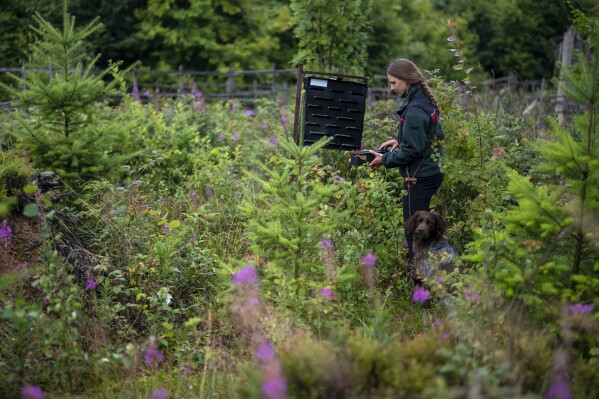 Marion Petrik, guarda florestal das florestas estaduais da Baixa Saxônia, verifica uma armadilha usada para monitorar besouros europeus em uma floresta nas montanhas Harz, perto de Clausthal-Zellerfeld, Alemanha, quinta-feira, 27 de julho de 2023. (AP Photo/Matthias Schrader )