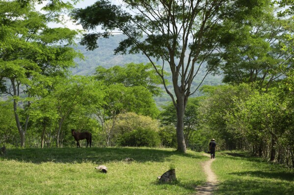 Deacon Juan Pérez Gómez walks along a dirt road on his farm in the Simojovel municipality, Mexico, Saturday, April 26, 2025. (AP Photo/Isabel Mateos)