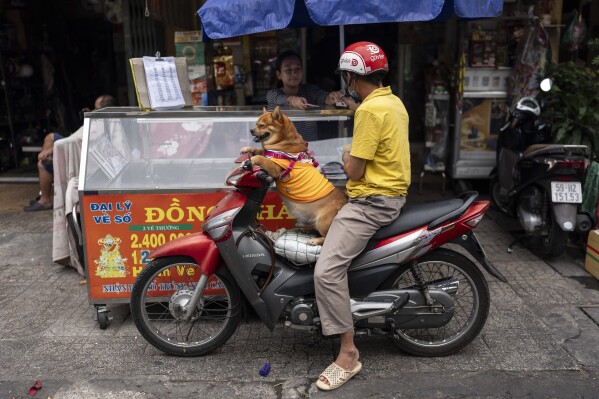 A dog sits on a scooter as its owner pays for his purchase from a food vendor in Ho Chi Minh City, Vietnam, Jan. 13, 2024. (AP Photo/Jae C. Hong)