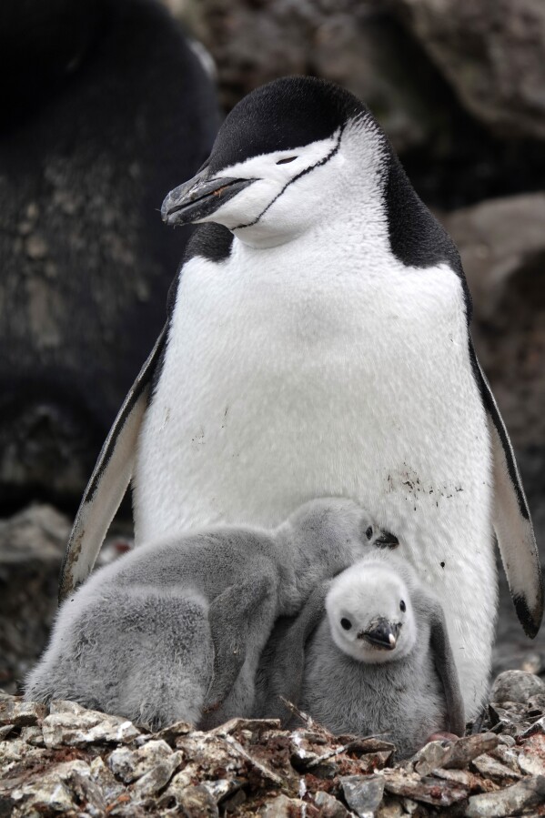 This image provided by Won Young Lee shows wild chinstrap penguins protecting their grayish brown chicks on King George Island, Antarctica.  Researchers have discovered that some penguin parents sleep for only a few seconds the entire time to protect their eggs and chicks.  For the research, sensors were attached to adult chinstrap penguins in Antarctica.  The results, published on Thursday, November 30, 2023, show that during the breeding season, penguins nod thousands of times every day, but only for about four seconds at a time.  (Won Young Lee via AP)