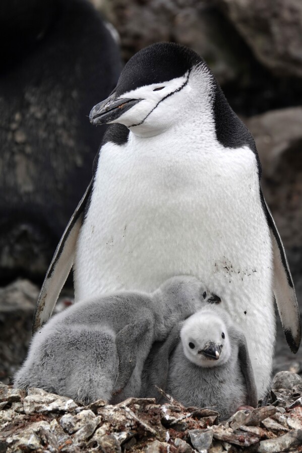 Esta imagen proporcionada por Won Young Lee muestra a pingüinos de barbijo salvajes cuidando a sus polluelos grises y peludos en la Isla Rey Jorge, en la Antártida.  Los investigadores han descubierto que algunos padres de pingüinos duermen sólo unos segundos a la vez durante todo el día para proteger sus huevos y polluelos.  Para la investigación se colocaron sensores en pingüinos de barbijo adultos en la Antártida.  Los resultados publicados el jueves 30 de noviembre de 2023 muestran que durante la temporada de reproducción, los pingüinos se quedan dormidos miles de veces al día, pero solo durante unos cuatro segundos cada vez.  (Won Young Lee vía AP)