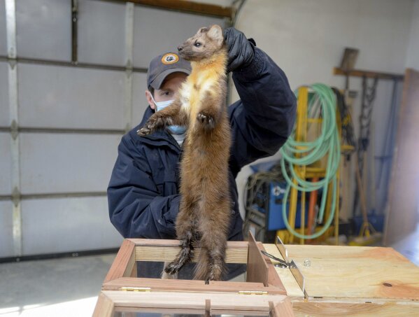 Rob Francisco, a wildlife technician with Montana Fish, Wildlife and Parks, removes a recently sedated pine marten from its holding crate to perform a health check on the animal, Monday Feb. 1, 202...