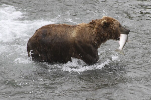 FILE - A brown bear walks to a sandbar to eat a salmon it had just caught at Brooks Falls in Katmai National Park and Preserve, Alaska on July 4, 2013. Alaska's most watched popularity contest, picking your favorite brown bear which has been fattened up for winter by noshing on salmon they just caught in the park, could become a victim if the federal government shuts down Oct. 1, 2023. (AP Photo/Mark Thiessen, File)