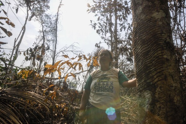 Luzineide Marques da Silva, una recolectora de caucho, habla cerca de un árbol de caucho dañado en la Reserva Extractiva Chico Mendes, en Xapuri, estado de Acre, Brasil, el sábado 23 de septiembre de 2023. Recientemente, parte de su parcela forestal fue destruida por un incendio provocado por un invasor de tierras. (AP Foto/Gleilson Miranda)
