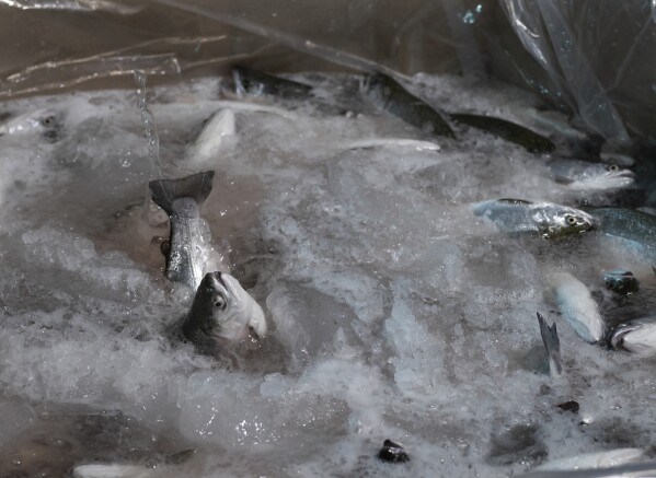 Coho salmon that will be soon donated to the Food Bank of Central New York splash about the icy water of a transport cube at Local Coho salmon fish farm, Friday, Jan. 24, 2025, in Auburn, N.Y. (AP Photo/Craig Ruttle)