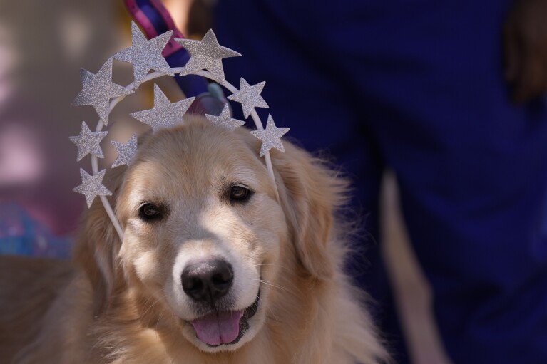 A dog wears a headdress during the "Blocao" dog Carnival parade in Rio de Janeiro, Brazil, Saturday, Feb.10, 2024. (AP Photo/Silvia Izquierdo)