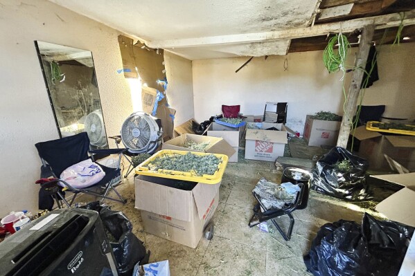 In this photo released by the Merced County Sheriff's Office is the scene where deputies located multiple people processing several hundreds of pounds of finished marijuana product in Merced, Calif., Wednesday, July 26, 2023. Dozens of people who apparently were smuggled into the United States were found working and living in 