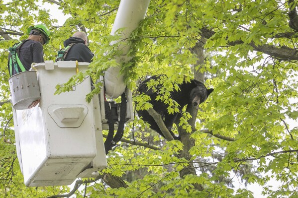 FILE - Michigan Department of Natural Resources Wildlife Biologist Steve Griffith prepares to fire a tranquilizer dart into a black bear in a tree outside of a home, May 14, 2023, in Traverse City, Mich. The 350-pound black bear that perched for hours in a tree, causing a Mother's Day spectacle last spring in northern Michigan, was killed by a hunter, authorities said Wednesday, Jan. 24, 2024. (Jan-Michael Stump/Traverse City Record-Eagle via 番茄直播, File)