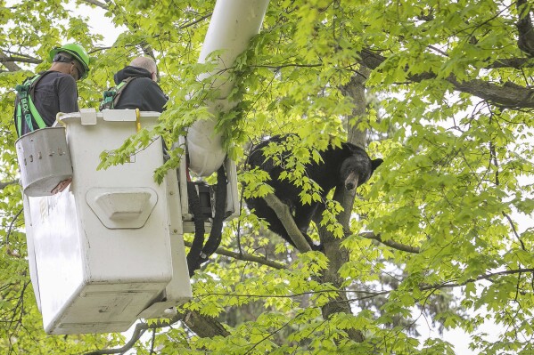 FILE - Michigan Department of Natural Resources Wildlife Biologist Steve Griffith prepares to fire a tranquilizer dart into a black bear in a tree outside of a home, May 14, 2023, in Traverse City, Mich. The 350-pound black bear that perched for hours in a tree, causing a Mother's Day spectacle last spring in northern Michigan, was killed by a hunter, authorities said Wednesday, Jan. 24, 2024. (Jan-Michael Stump/Traverse City Record-Eagle via AP, File)