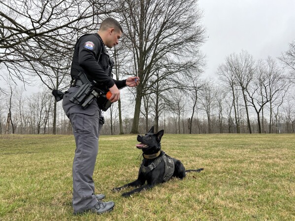 Whitehall Police Officer Matthew Perez trains his dog Rico at a park Wednesday, March 6, 2024, in Whitehall, Ohio. Two Ohio lawmakers are looking to ease the looming financial burden faced by law enforcement agencies in the state who will have to replace marijuana-sniffing dogs after voters last year approved a plan to legalize recreational marijuana use. (AP Photo/Patrick Orsagos)