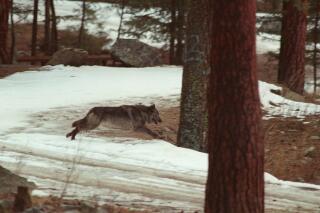 FILE - In this Jan. 14, 1995, file photo, a wolf leaps across a road into the wilds of Central Idaho. Idaho Gov. Brad Little has signed into law a measure that could lead to the killing of 90% of the state's 1,500 wolves. The Republican governor signed the bill on Thursday, May 6, 2021, that had passed the Senate and House with enough votes to overcome a veto. (AP Photo/Douglas Pizac, File)