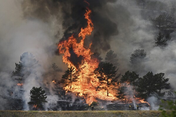 Flames consume trees as the Alexander Mountain Fire burns near Sylvan Dale Ranch late Tuesday, July 30, 2024, west of Loveland, Colo. (Helen H. Richardson/The Denver Post via AP)