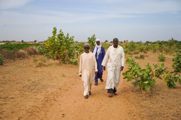 Herders and farmers from left, Adama Sow, Oumar Ba and Daka Sow walk outside Niéti Yone, northern Senegal, Tuesday, Dec. 10, 2024. (AP Photo/Jack Thompson)
